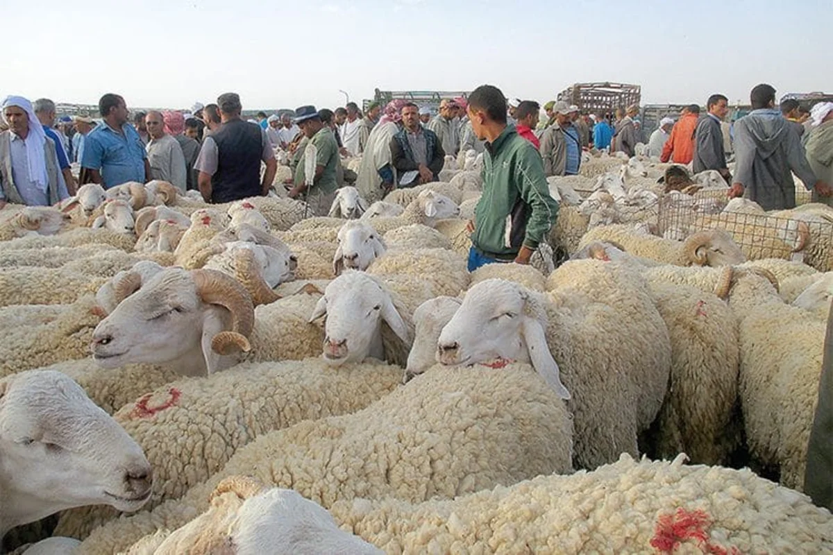غلق اسواق المواشى