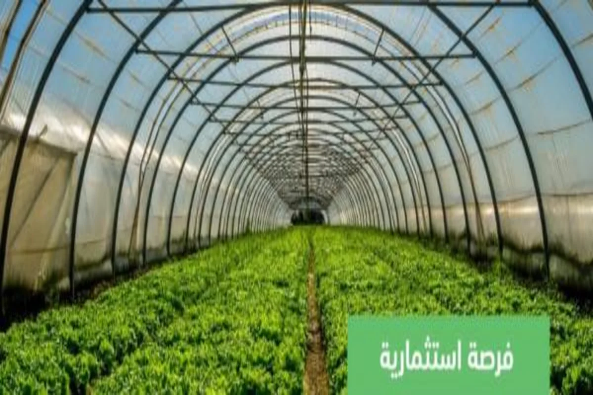 فرصة استثمارية في البيوت المحمية ومركز الخدمات التسويقية في حلي